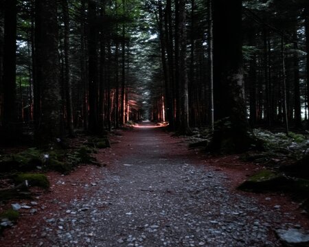 Mysterious forest path enchanted woods nature photography serene environment captivating perspective