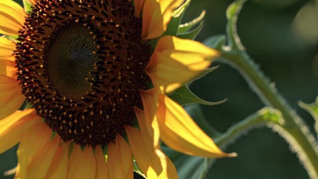 Close-up video of a sunflower in sunlight, showcasing vibrant yellow petals and intricate details, captured from a side angle for dramatic effect.