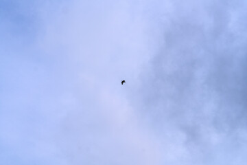 a heron flying in the cloudy sky