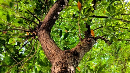 Lush Tree Canopy in a Home Garden: A low-angle perspective captures the dense, vibrant green canopy of a mature tree