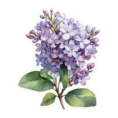 lilac flowers isolated on white