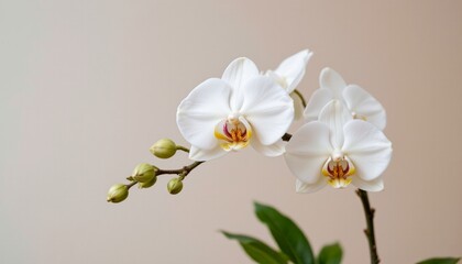 create a image of an elegant white orchid in full bloom against a subtle gradient background that transitions from white at the top to a soft peach hue at the bottom