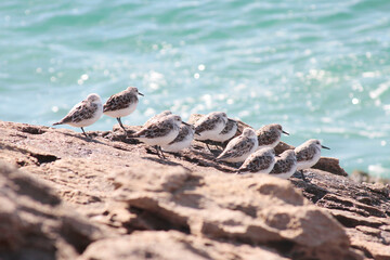 Birds on a rock