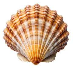Obraz premium sea shell isolated on white background. PNG Transparent file type with high definition quality And vibrant color grading Available.