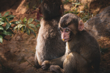 Playful Companions 