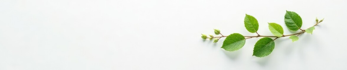 Obraz premium A small branch with leaves on a white background, white, texture