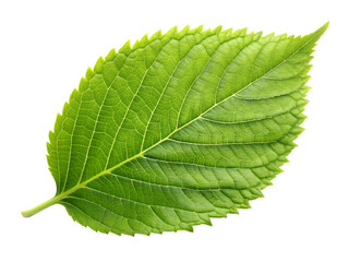 Obraz premium green leaf isolated on white background. PNG Transparent file type with high definition quality And vibrant color grading Available.