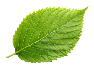 green leaf  isolated on white background. PNG Transparent file type with high definition quality And vibrant color grading Available.