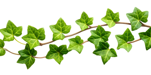 green leaves isolated on white background. PNG Transparent file type with high definition quality And vibrant color grading Available.