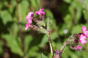 Campion aphids, Brachycaudus lychnidis on red campion, red catchfly (Silene dioica). Family. Aphididae. Spring, May, Dutch garden.