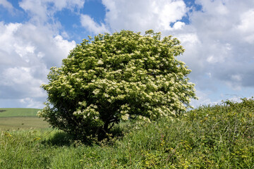 An elder bush blooming in the South Downs, on a sunny May day