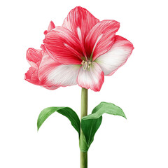 A vibrant Amaryllis flower blossoming with red and white petals, showcasing delicate beauty