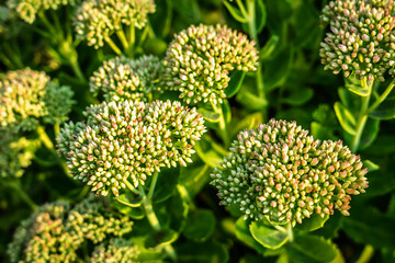 Eine Gruppe von gerade aufblühendem Sedum  oder auch Mauerpfeffer in der Abendsonne