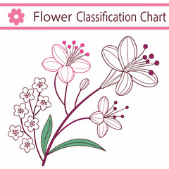 Highly Detailed Floral Classification Chart Vector with Accurate Labels, Botanical Illustrations, and Elegant Design

