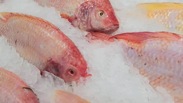 ruby fish, tilapia in ice tray at supermarket