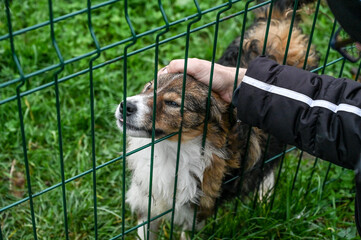 Petting dog behind the fence. 
