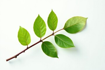 Fototapeta premium Single branch on white background with leaves, branch, leafy, organic