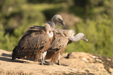 Two Eurasian griffon vultures - Gyps fulvus fulvus standing on rock at green background. Photo from Sierra de Gredos Mountain in Spain.