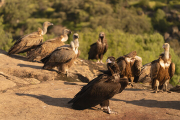 Cinereous vulture, black vulture, Eurasian black vulture, monk vulture - Aegypius monachus with flock of Eurasian griffon vultures - Gyps fulvus fulvus in background. Near-threatened specie.