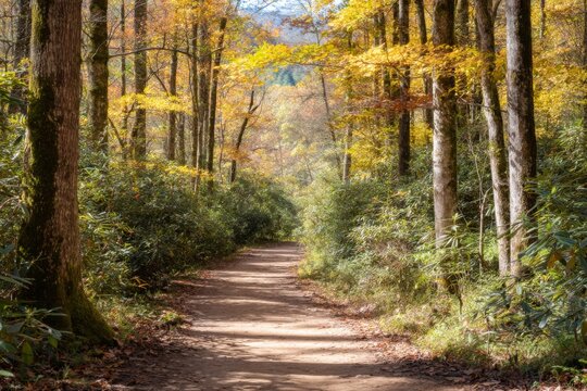 Autumn trail hike national forest scenic pathway wooded area ground level nature exploration