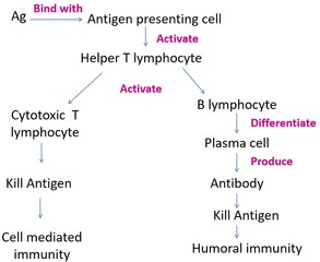 Immune System Response Pathway Diagram