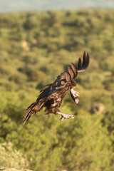 Cinereous vulture, black vulture, Eurasian black vulture, monk vulture - Aegypius monachus with spanned wings landing on rock. Photo from Sierra de Gredos Mountain in Spain. Near-threatened specie.
