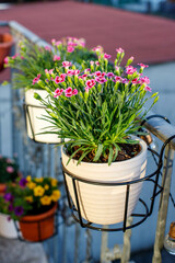 flowers growing on the balcony. veranda, terrace