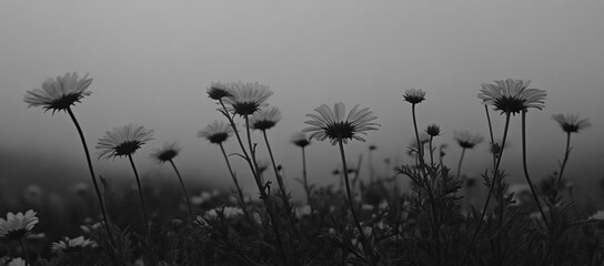 Gray flowers in a misty field