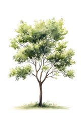 Obraz premium Watercolor illustration of a solitary tree.