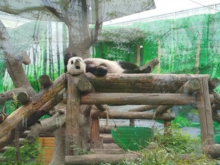 Panda resting on wood structure at zoo