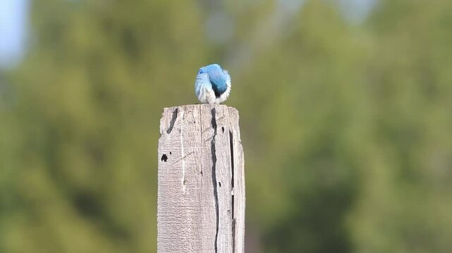 
Male mountain bluebird (Sialia currucoides) preening atop a weathered post in Kyburz Flat, Sierra County, California, in a high-elevation wetland landscape.

