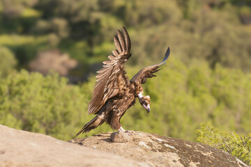 Cinereous vulture, black vulture, Eurasian black vulture, monk vulture - Aegypius monachus with spanned wings on rock. Photo from Sierra de Gredos Mountain in Spain. Near-threatened specie.