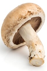 fresh champignon mushroom