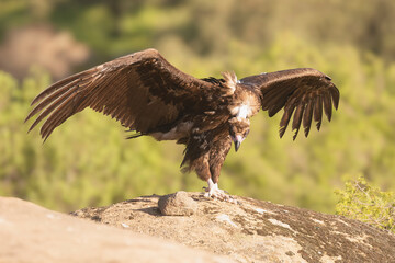 Cinereous vulture, black vulture, Eurasian black vulture, monk vulture - Aegypius monachus with spanned wings on rock. Photo from Sierra de Gredos Mountain in Spain. Near-threatened specie.