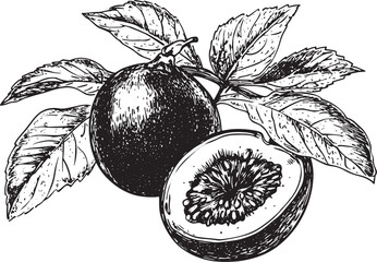 vector illustration of fruits