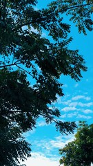 Vibrant Blue Sky with Fluffy Clouds Framed by Green Trees Aesthetic