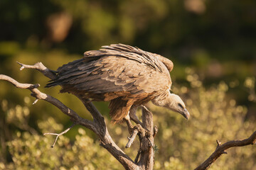 Eurasian griffon vulture - Gyps fulvus fulvus on tree at green background. Photo from Sierra de Gredos Mountain in Spain.