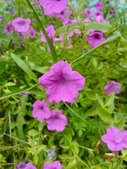 Fototapeta premium pink flowers in the garden