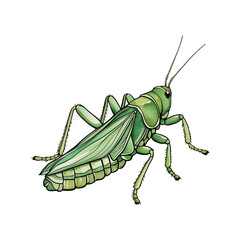 Watercolor Grasshopper – Transparent Clipar