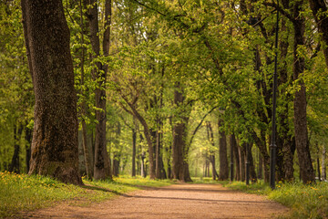Serene Forest Pathway Surrounded by Green Trees