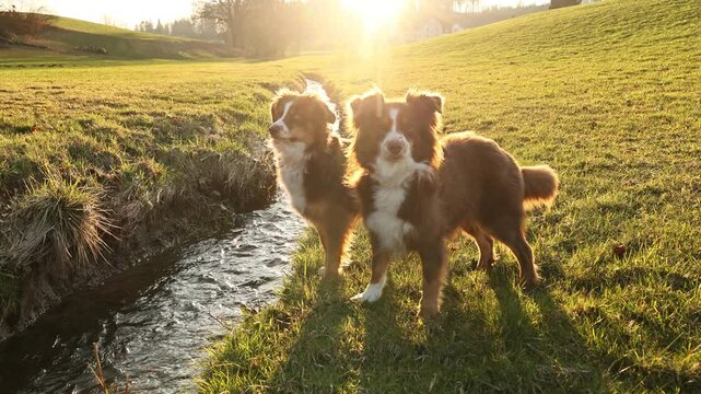Two dogs standing in a grassy field next to a stream
