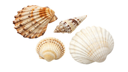 Sea Shells on Transparent Background

