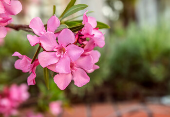 The oleander flower decorates nature with its pink leaves