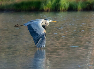 Great Blue Heron