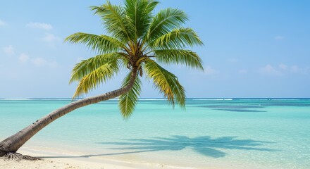 Leaning palm tree over turquoise water on idyllic tropical white sand beach sunny paradise