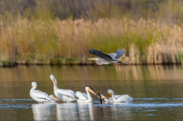 Great Blue Heron