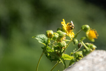 bee on flower