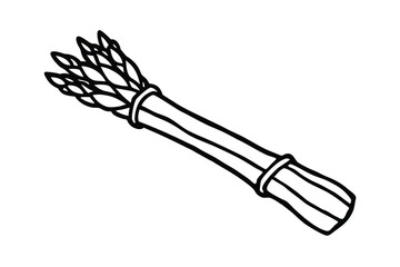 Fresh asparagus bundle line art illustration vegetable food