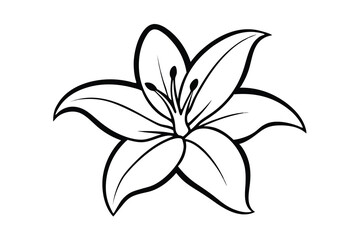 Elegant black and white lily flower line art illustration