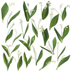 Beautiful lily of the valley flowers isolated on white, collage